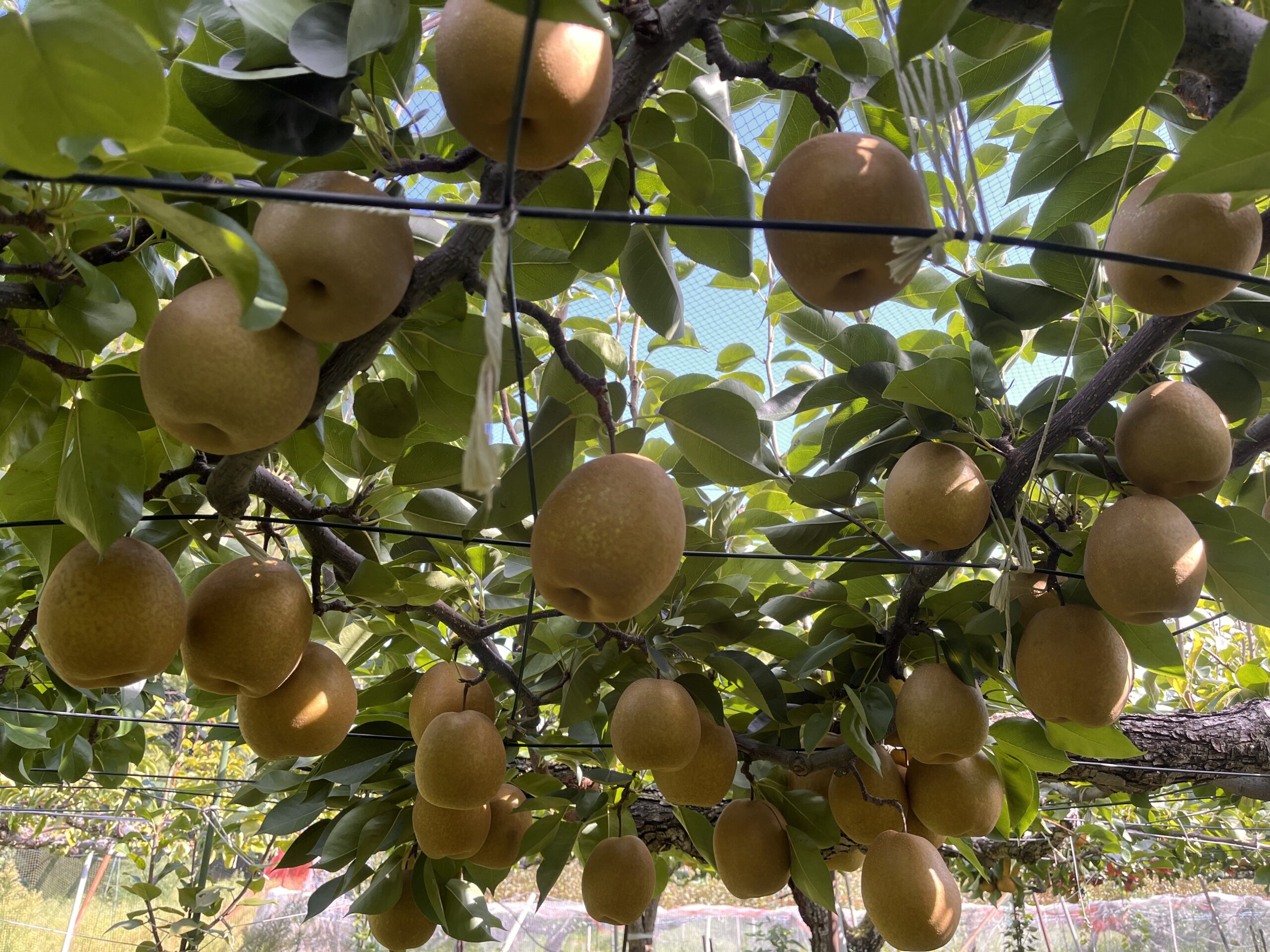 こもれび果実 梨農園