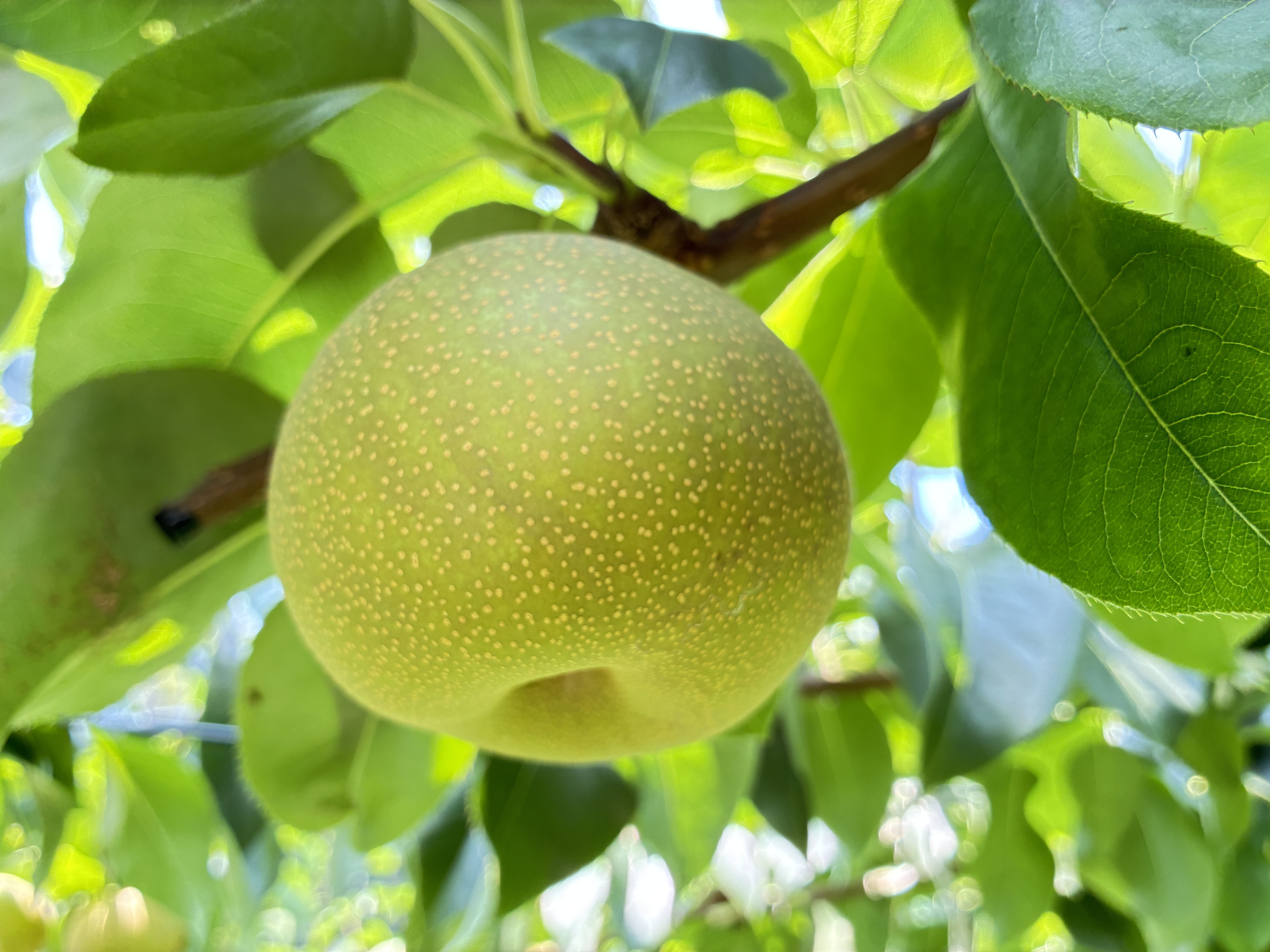 ７月２５日(土)/２６日(日)は営業しません