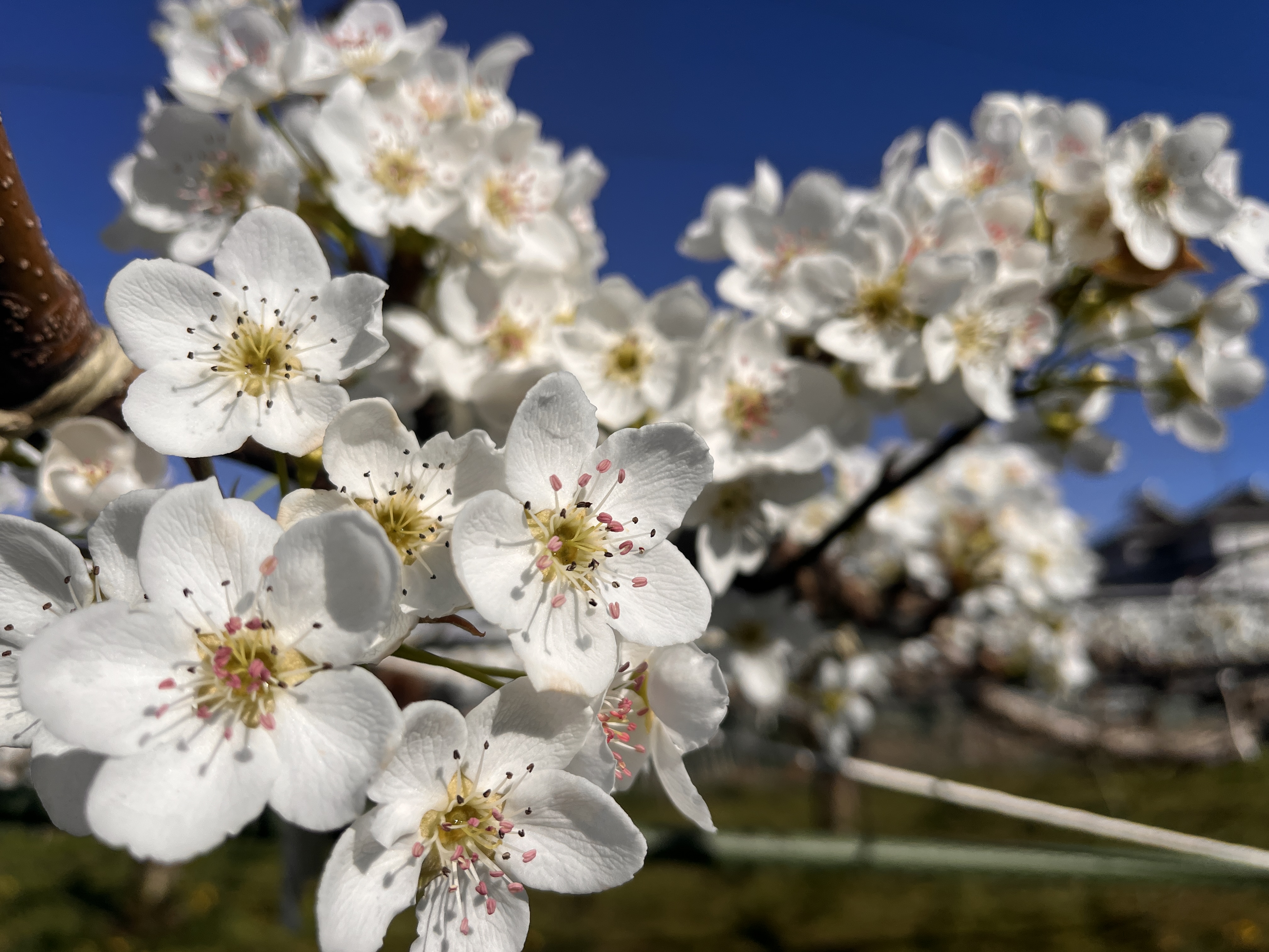 梨の花が咲きました — 2026年の梨づくりがはじまります